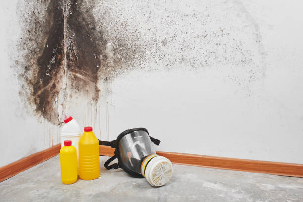 Best Mold Damage Repair  in Lifornia City, CA