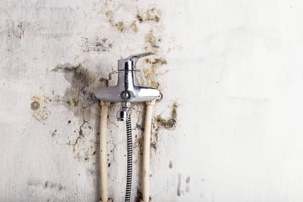 Mold Removal and Inspection in California City, CA