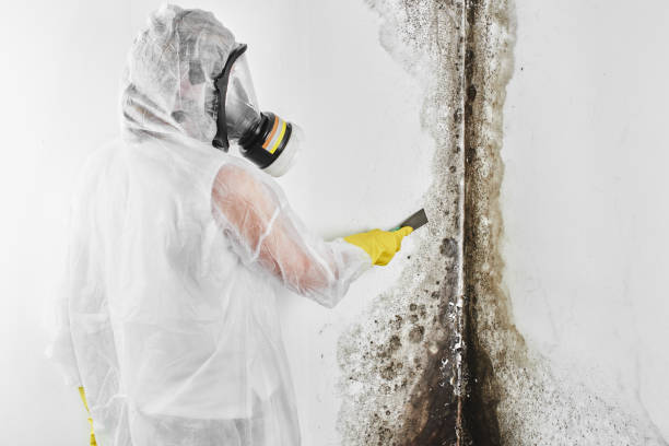 Best Mold Cleaning Services  in Lifornia City, CA