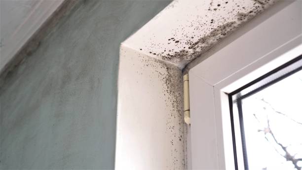 Best Certified Mold Removal  in Lifornia City, CA