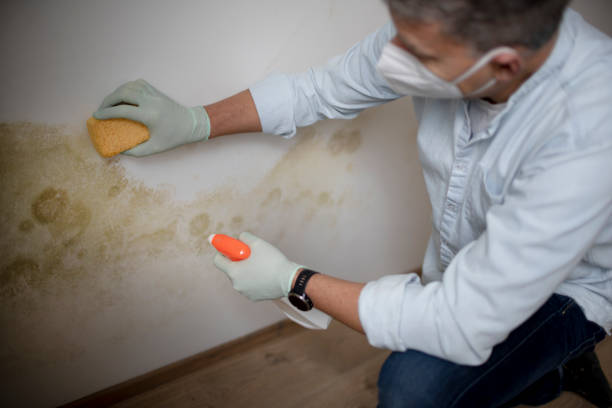 California City, CA Mold Removal Company