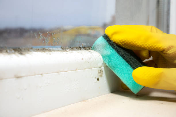 Best Local Mold Removal Service  in Lifornia City, CA