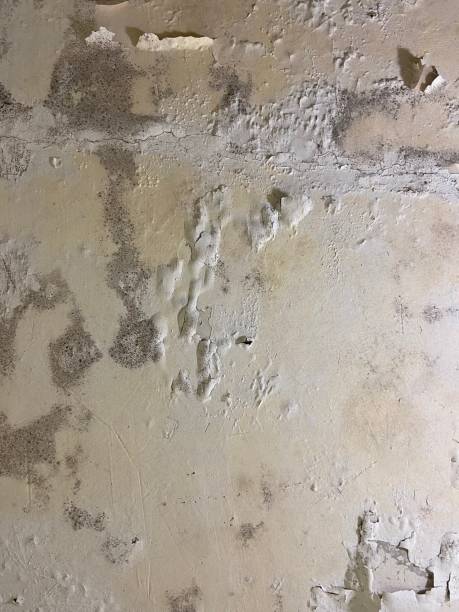 Best Office Mold Removal Services  in Lifornia City, CA