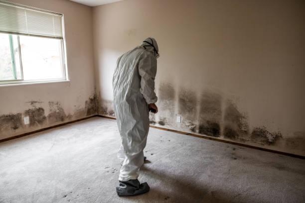 Best Professional Mold Removal  in Lifornia City, CA