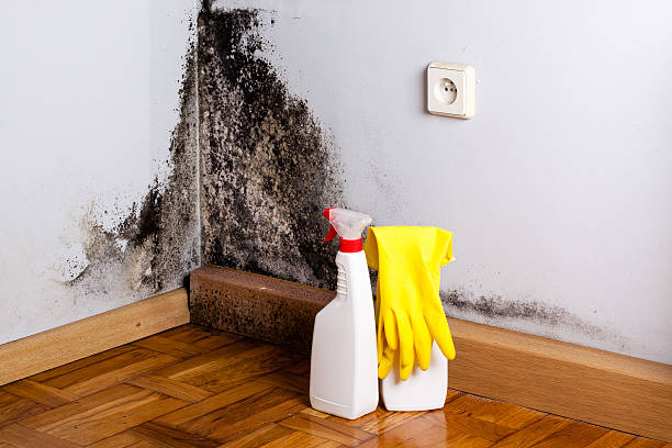 Best Mold Testing  in Lifornia City, CA