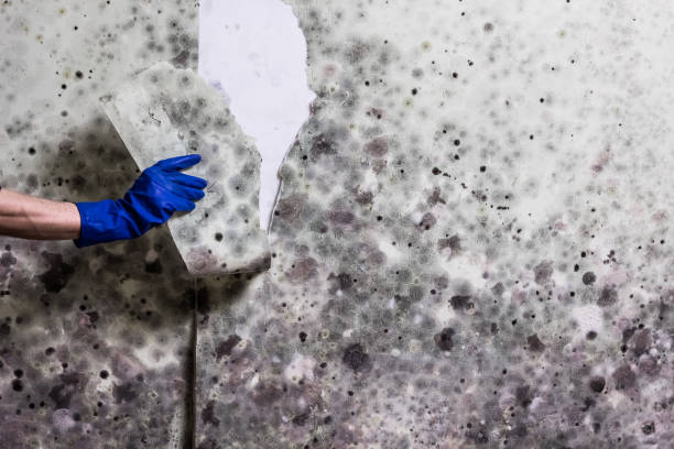 Best Mold Testing  in Lifornia City, CA