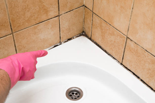 Best Toxic Mold Removal  in Lifornia City, CA
