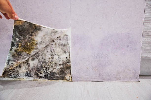 Best Mold Cleaning Services  in Lifornia City, CA